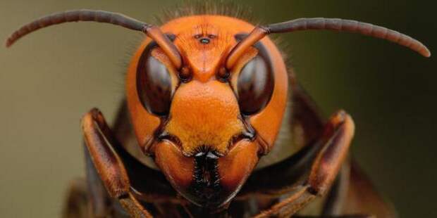 Несколько самых страшных и ядовитых насекомых в мире. Часть 2