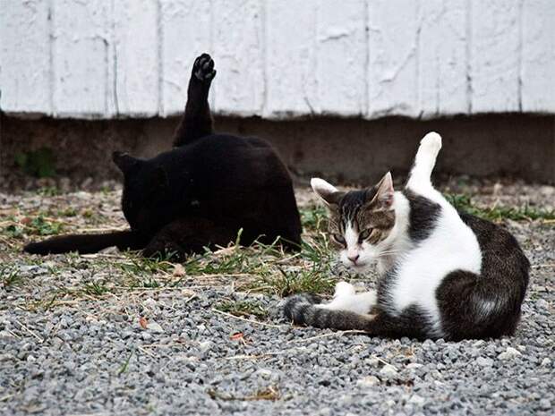 коты пойманные за вылизыванием причиндалов, кошки пойманные на месте преступления