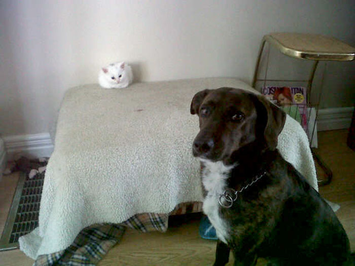 cats-stealing-dog-beds-47-57e122c23f655__700