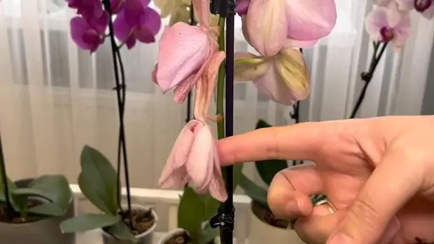 Ошибки, из-за которых орхидея очень быстро сбрасывает бутоны
