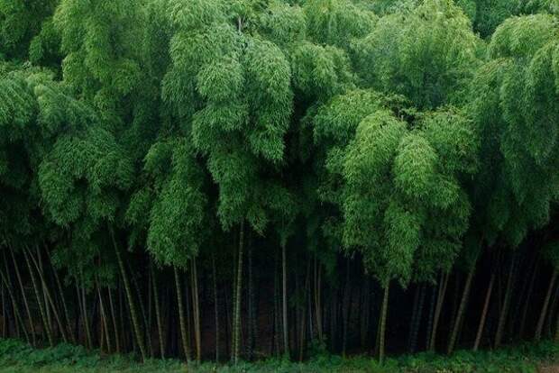 Бамбуковый лес в Японии подборка, позитив, это интересно