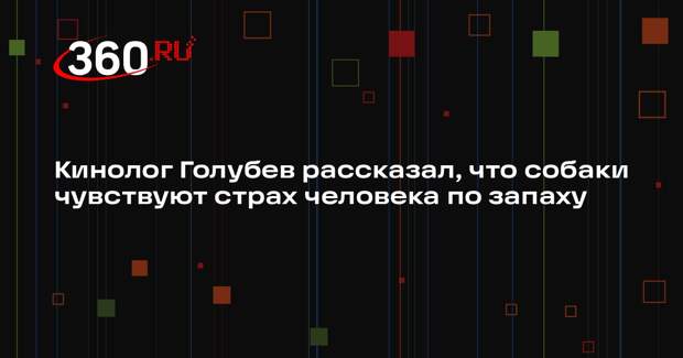 Кинолог Голубев рассказал, что собаки чувствуют страх человека по запаху