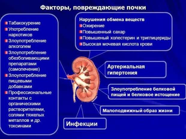 Почки могут повредить многие факторы