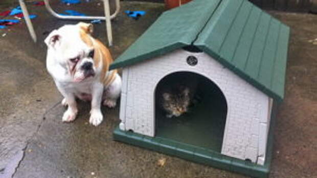 cats-stealing-dog-beds700