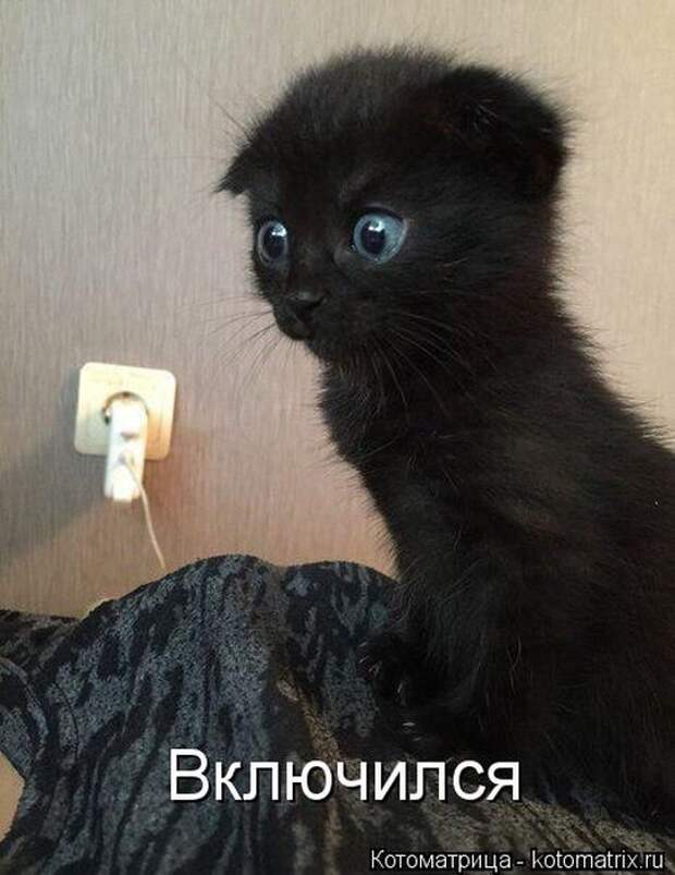 Лучшие котоматрицы недели (50 фото)