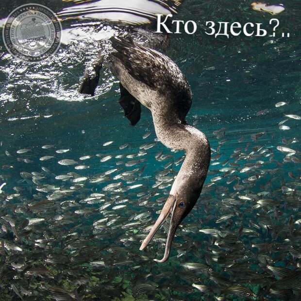Кто здесь