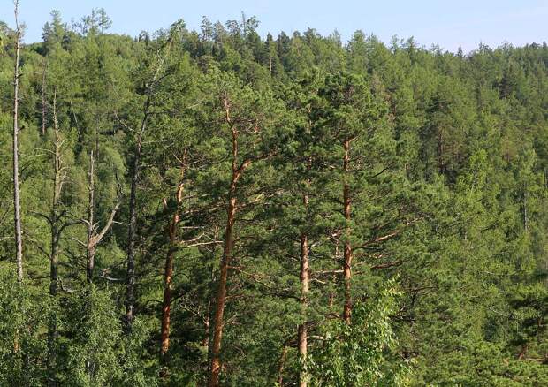 Раскрыты сложности в поиске семьи Усольцевых