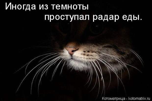 Лучшие котоматрицы недели (50 фото)