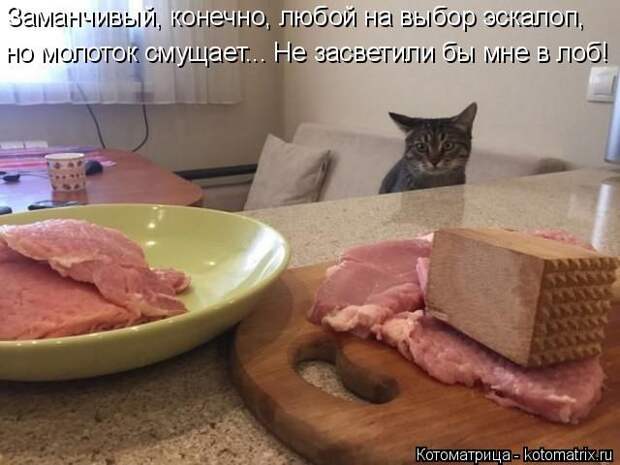 Лучшие котоматрицы недели (50 фото)