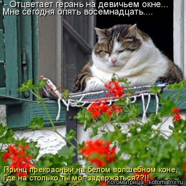 Новая котоматрица для всех (33 фото)