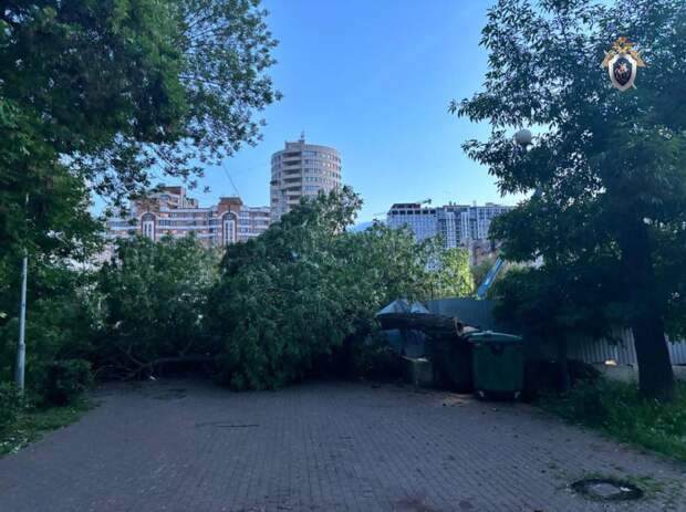 В Самаре возбудили уголовное дело после падения дерева на коляску с ребенком