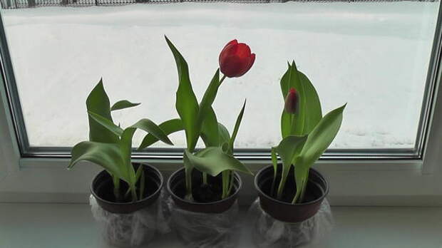 Мой первый февральский тюльпан