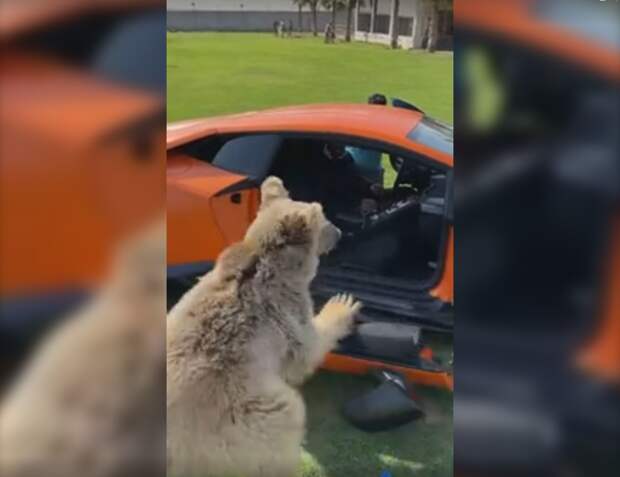 Медведь оторвал дверь Lamborghini арабского шейха