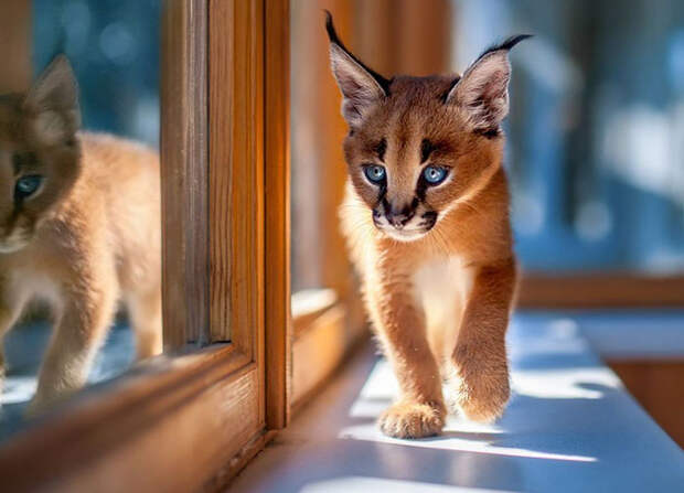 Baby Caracals