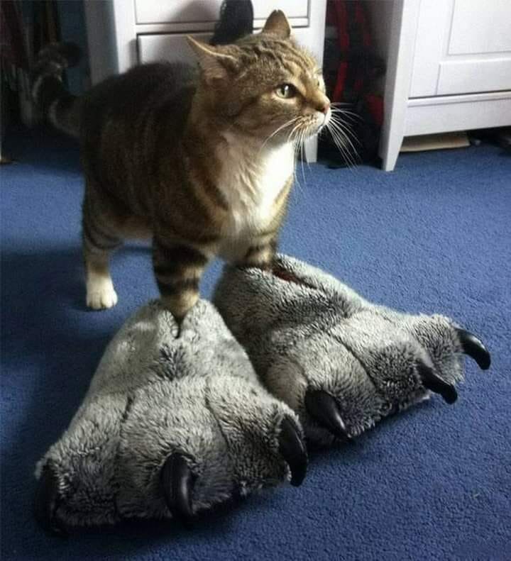 Это наша страна, это наши животные! (10 смешных фото)