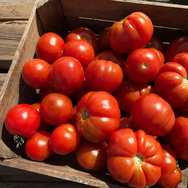 Помидоров в Дубае осталось на 10 дней. Война Трампа с Ираном ударила не только по нефти