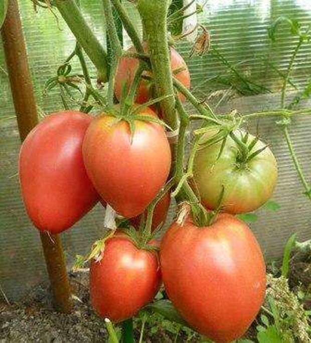 Мазарини — это очень и очень известный сорт томатов с крупными сердцевидными плодами весом от 300 до 600 г.