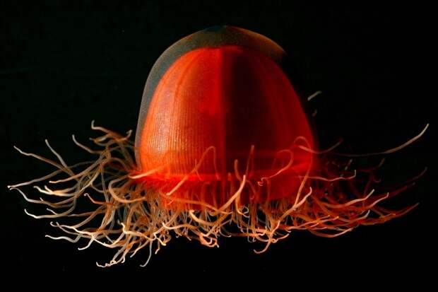 10 самых странных существ из глубин океана