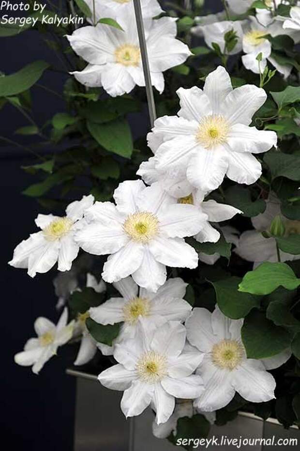 Clematis Ice Blue.JPG Clematis Ice Blue.JPG