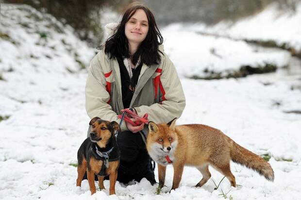 Лисица,считающая себя домашним псом