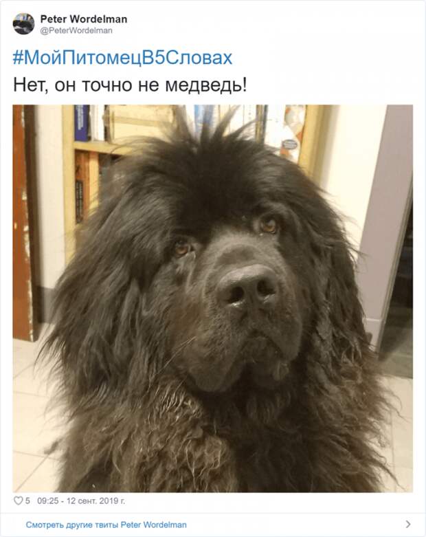 Флешмоб «Мой питомец в пяти словах» Флешмоб «Мой питомец в пяти словах»
