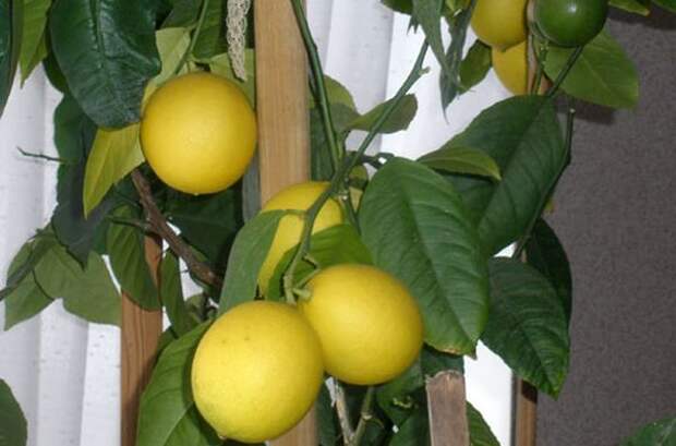 Зимой лимоны не нуждаются в подкормке минералами