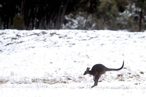Тем не менее, кенгуру на снегу выглядят крайне забавно зима, мир, снег, юмор