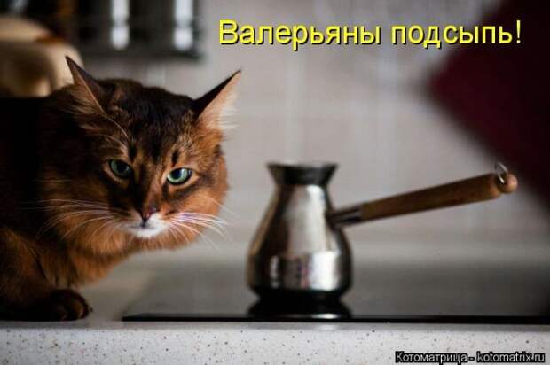Лучшие котоматрицы недели (50 фото)