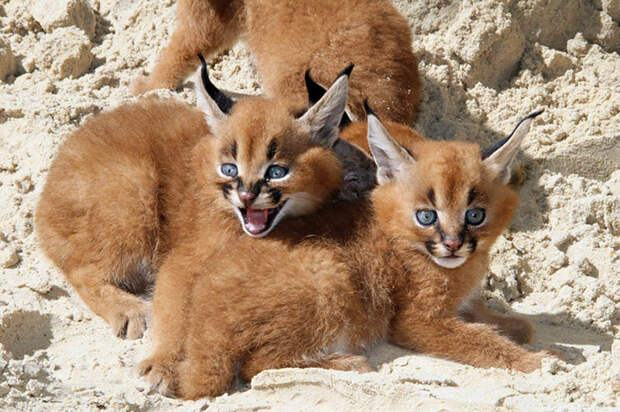 Baby Caracals