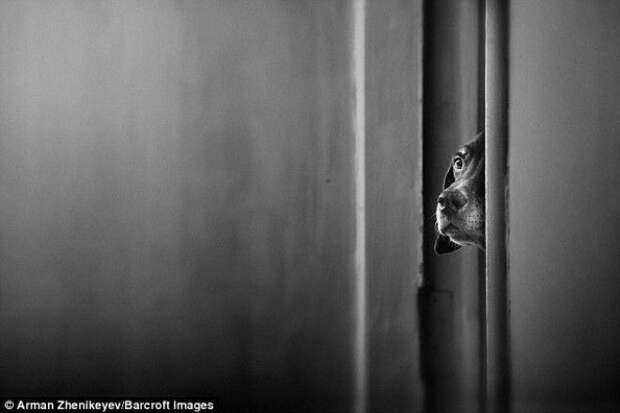 Собака Джина прячется за стеной Алматы Казахстан творчество Армана Женикеева животные конкурс фото юмор