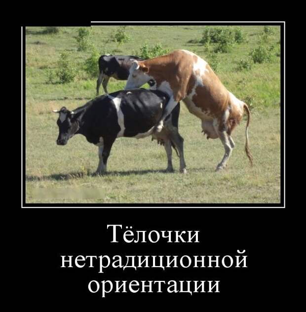 Демотиваторы (30 фото)