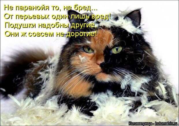 Лучшие котоматрицы недели (51 фото)