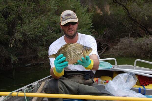 Реки Австралии терроризируют гигантские золотые рыбки-мутанты австралия, животные, заолотая рыбка, мутант
