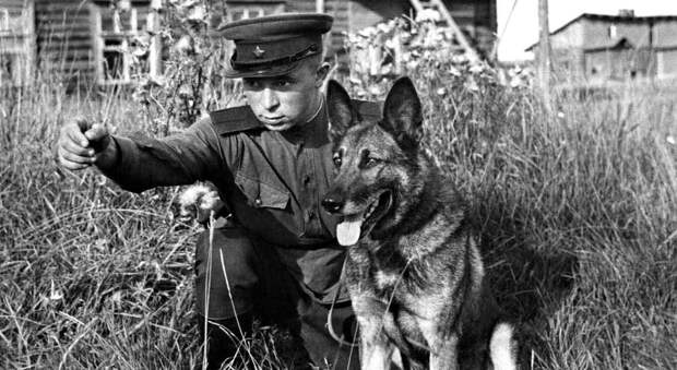 Собака Джульбарс - герой войны