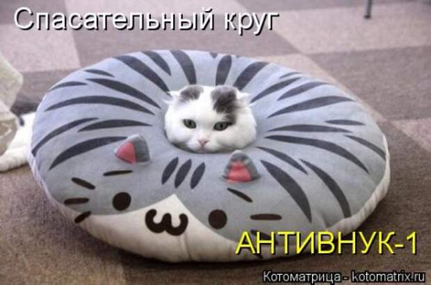 Свежая котоматрица (33 фото)