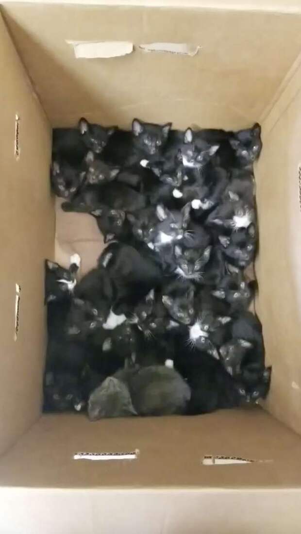 Женщина обнаружила в саду коробку с 39 больными котятами история, история спасения, коты, котята, кошки, спасение животных