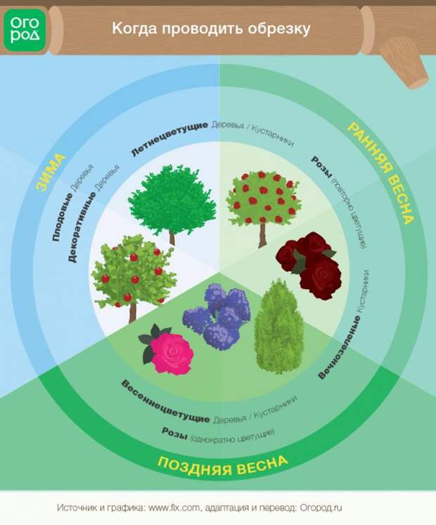 какие растения нужно обрезать