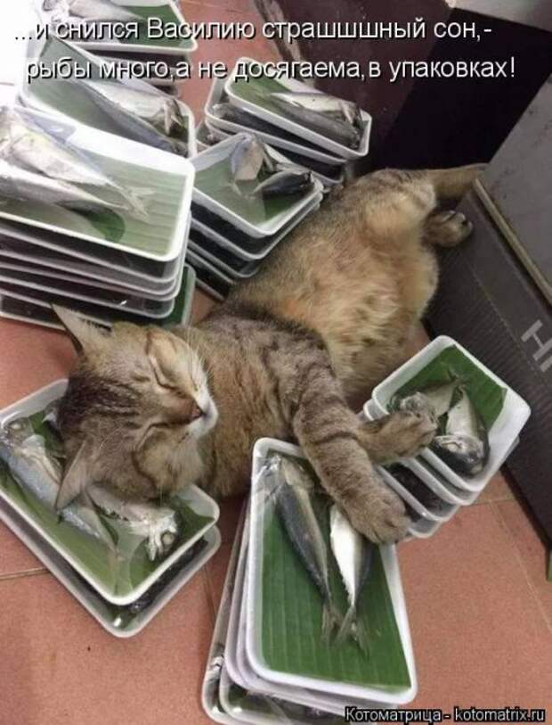 Лучшие котоматрицы недели (50 фото)