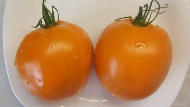 Как приятно наслаждаться свежим вкусом помидоров со своего огорода