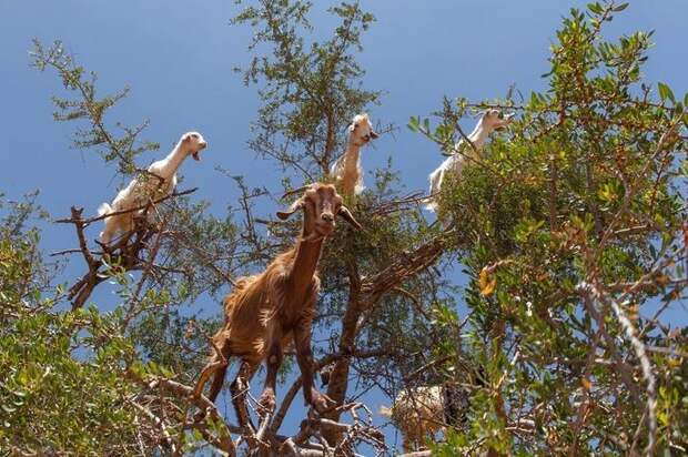 Козы, пасущиеся на деревьях, Марокко. Фото