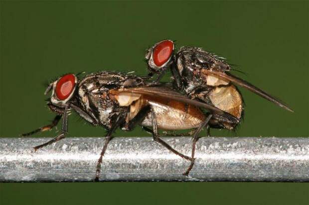 Как размножаются насекомые: описание основных способов и интересные факты