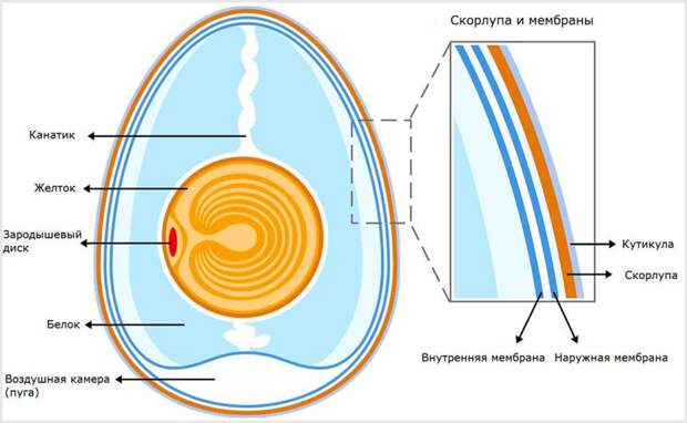 Строение яйца
