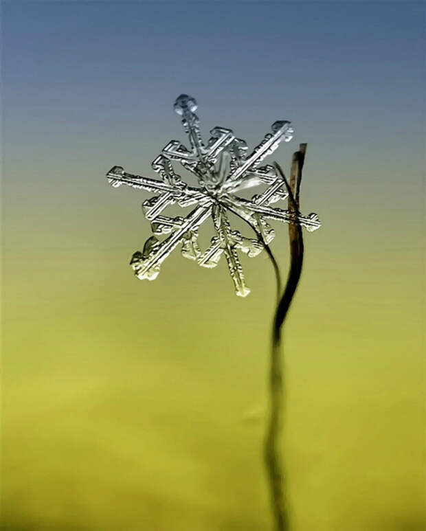Снежинки от фотографа Андрея Осокина