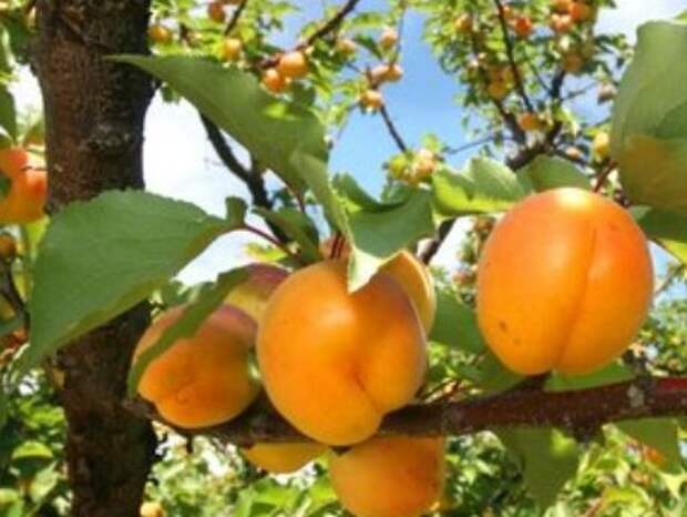 Абрикосовое дерево с плодами