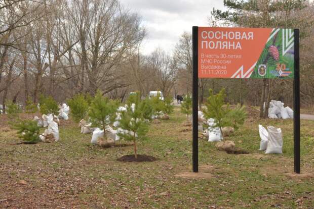 В Серебряном Бору высадили 30 хвойных деревьев