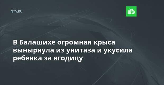 В Балашихе огромная крыса вынырнула из унитаза и укусила ребенка за ягодицу