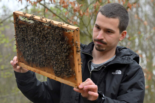 В Новосибирской области после распыления агрохимикатов начали массово гибнуть пчёлы