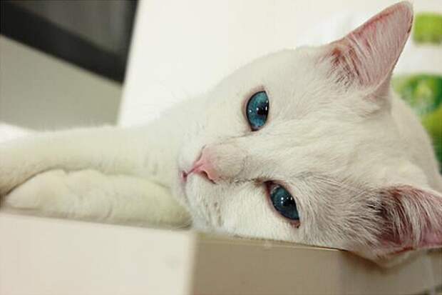 кошка с шикарными глазами, кошка красивая пока не заснет, Сетсу, Setsu