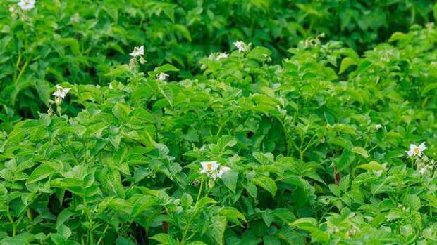 Удобрение своими руками: как повысить плодородность почвы, не потратив ни копейки