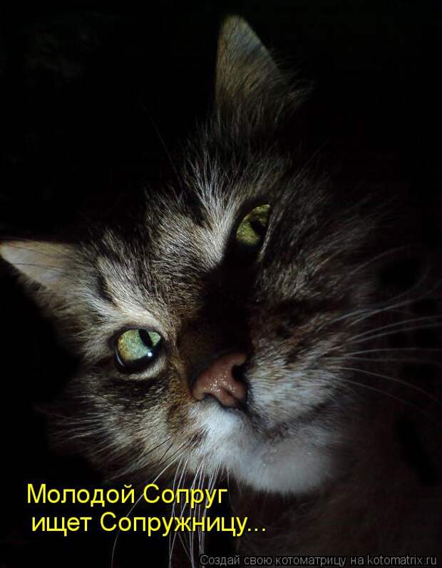 Котоматрица: Молодой Сопруг ищет Сопружницу...